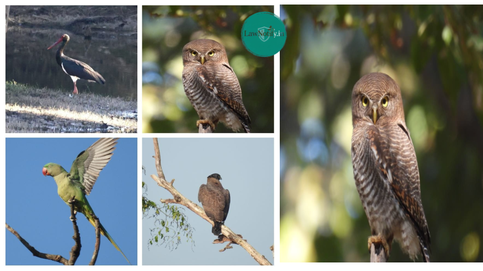 Baranawapara Wildlife Sanctuary Hosts Bird Survey 2026